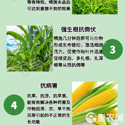 玉米專用葉面肥 科學(xué)施用“增產(chǎn)王”與增效劑，實(shí)現(xiàn)抗病高產(chǎn)